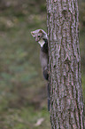 Stone marten climbs on tree