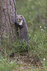 standing Stone marten