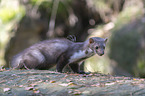 standing Stone marten