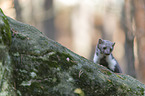 Stone marten