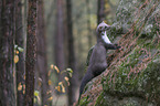 standing Stone marten