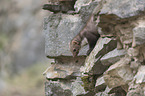 Stone marten