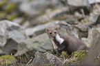 sitting Stone marten