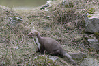 standing Stone marten