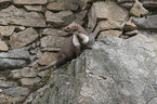 sitting Stone marten