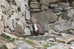 sitting Stone marten