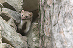 standing Stone marten