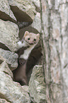 standing Stone marten