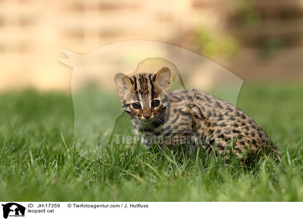 leopard cat / JH-17359