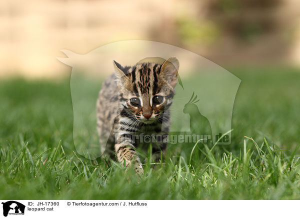 Bengalkatze / leopard cat / JH-17360