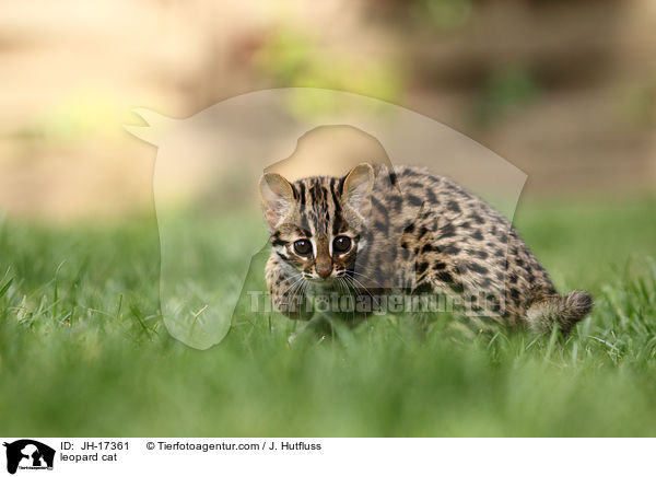 Bengalkatze / leopard cat / JH-17361