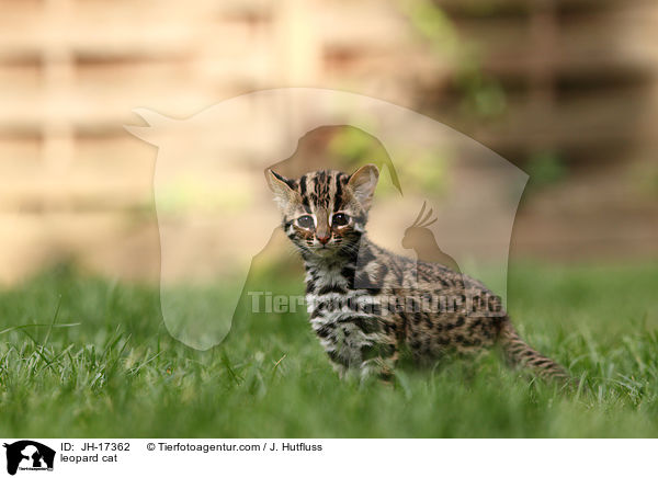 Bengalkatze / leopard cat / JH-17362