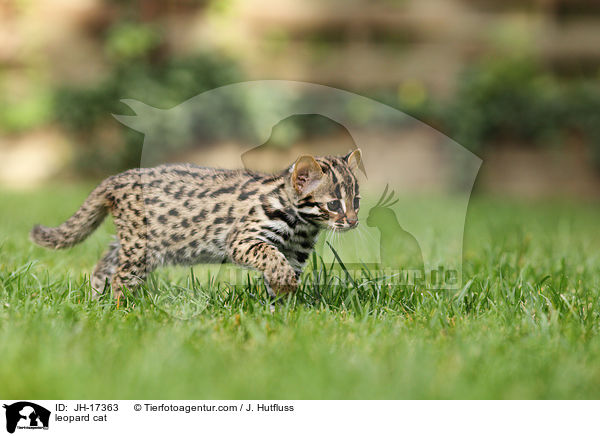 Bengalkatze / leopard cat / JH-17363