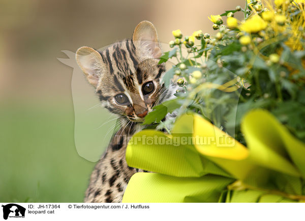 leopard cat / JH-17364
