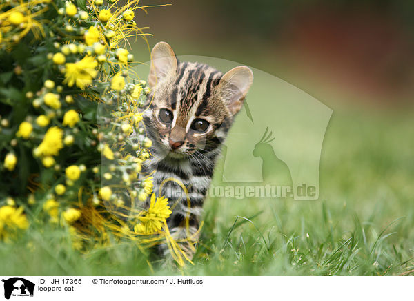 Bengalkatze / leopard cat / JH-17365