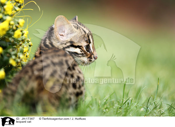 leopard cat / JH-17367