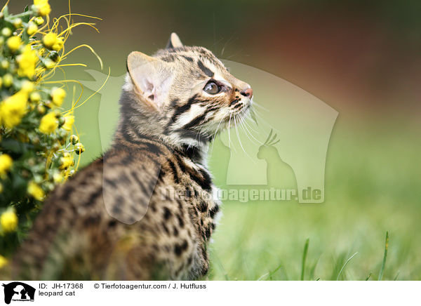 Bengalkatze / leopard cat / JH-17368