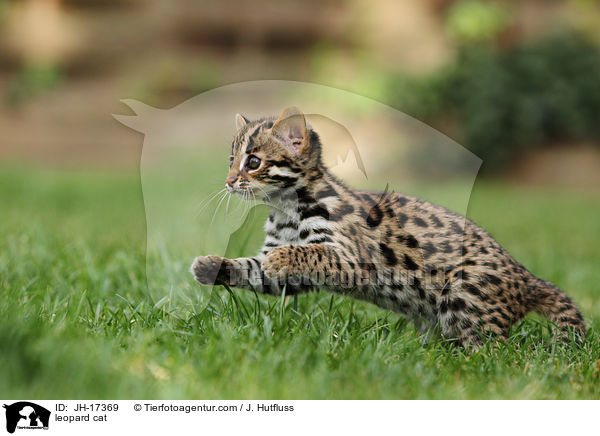 leopard cat / JH-17369