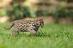 leopard cat