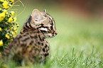 leopard cat