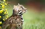 leopard cat
