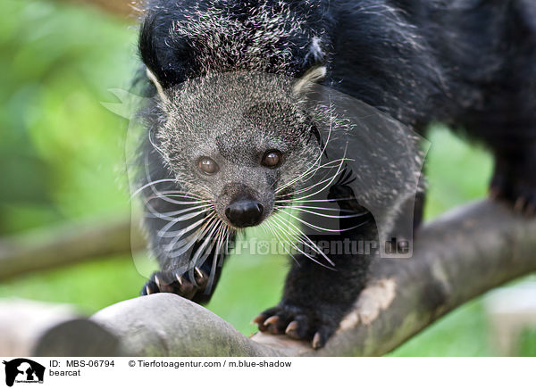 Binturong / bearcat / MBS-06794