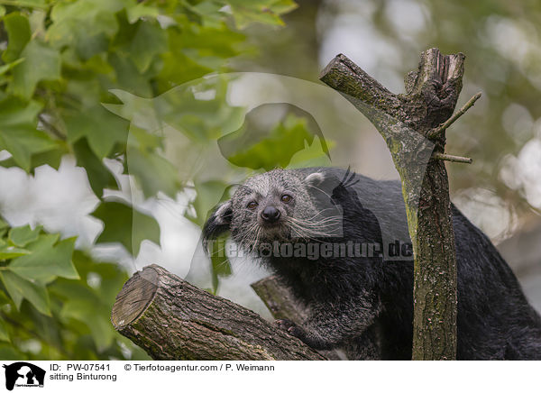 sitting Binturong / PW-07541