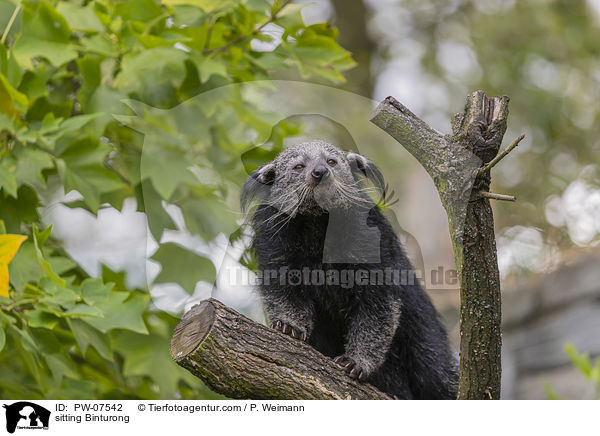 sitting Binturong / PW-07542