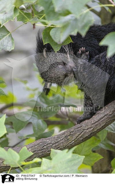 sitting Binturong / PW-07547