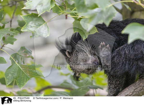 sitting Binturong / PW-07549