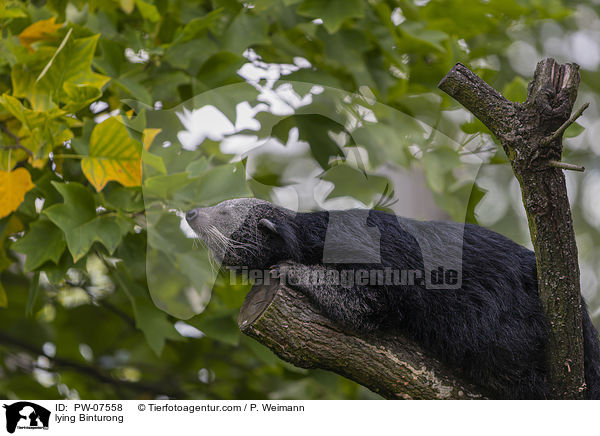 lying Binturong / PW-07558