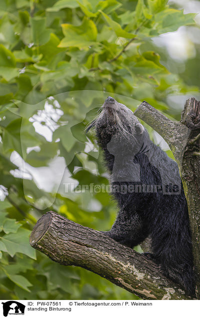 standing Binturong / PW-07561