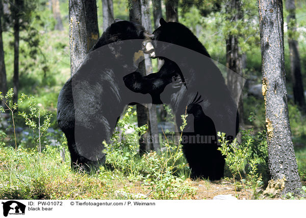 Schwarzbr / black bear / PW-01072