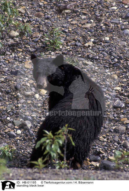 standing black bear / HB-01195