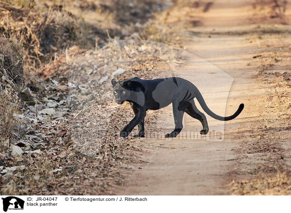 Schwarzer Panther / black panther / JR-04047