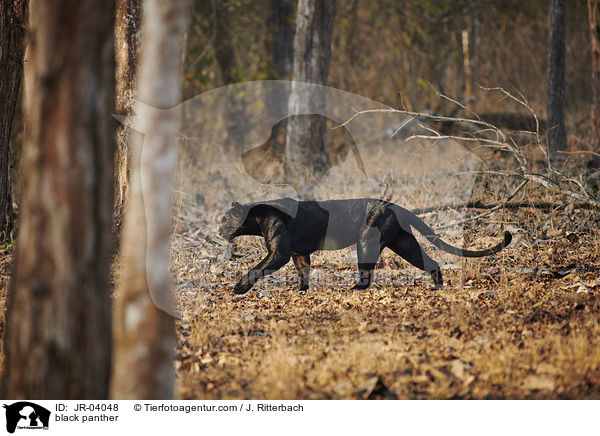 black panther / JR-04048