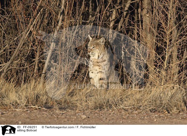 sitzender Rotluchs / sitting Bobcat / FF-09251