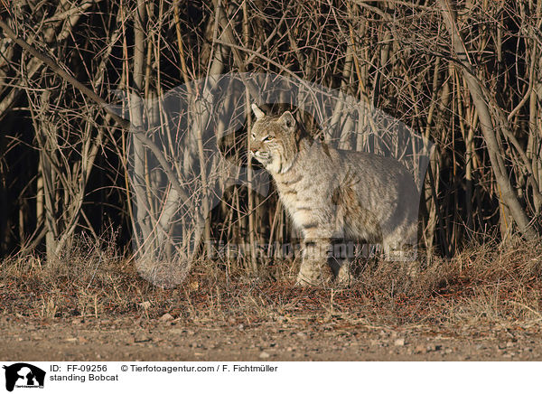 stehender Rotluchs / standing Bobcat / FF-09256