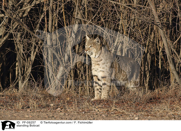 stehender Rotluchs / standing Bobcat / FF-09257