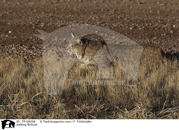 laufender Rotluchs / walking Bobcat / FF-09268