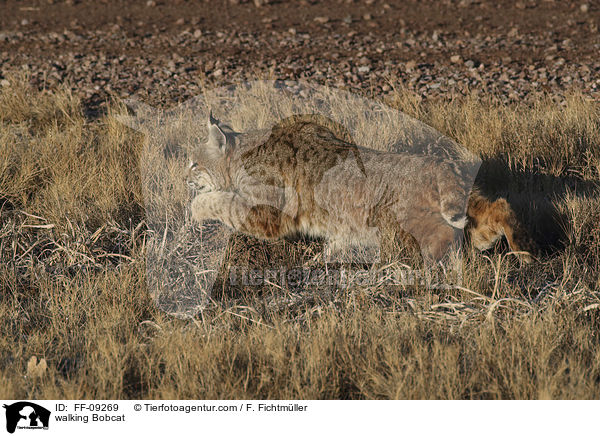 walking Bobcat / FF-09269