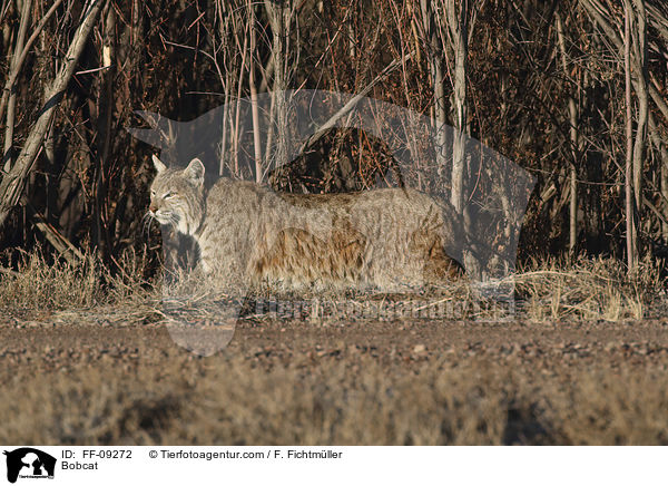 Bobcat / FF-09272