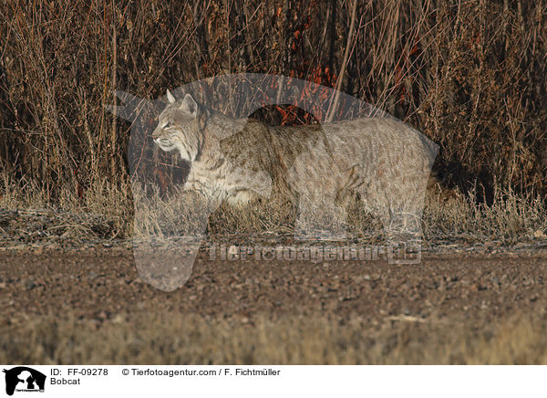 Rotluchs / Bobcat / FF-09278