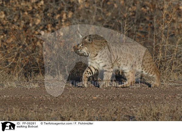 laufender Rotluchs / walking Bobcat / FF-09281