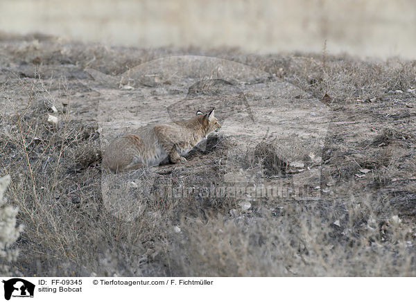 sitzender Rotluchs / sitting Bobcat / FF-09345