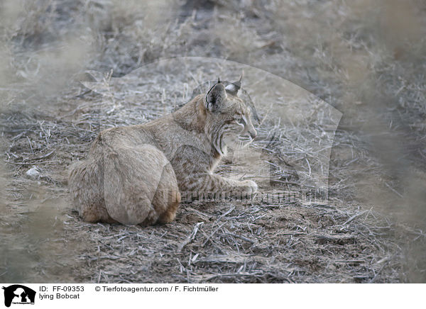 liegender Rotluchs / lying Bobcat / FF-09353