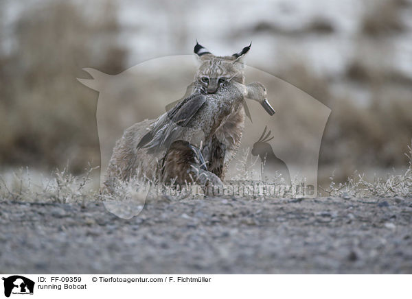 running Bobcat / FF-09359