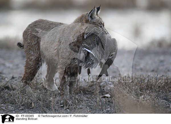 standing Bobcat / FF-09365