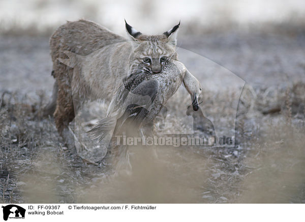 laufender Rotluchs / walking Bobcat / FF-09367