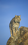 Bobcat